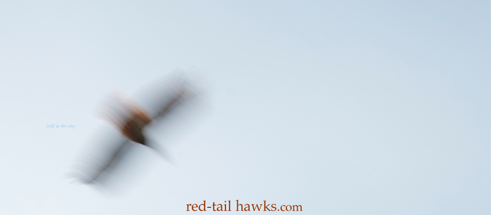 banner, red-tail hawk flying