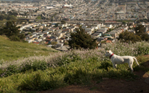 white dog looking at the view